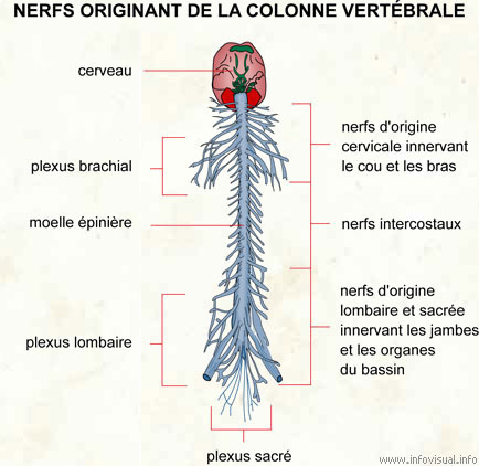 Nerfs originant de la colonne vertébrale (Dictionnaire Visuel)